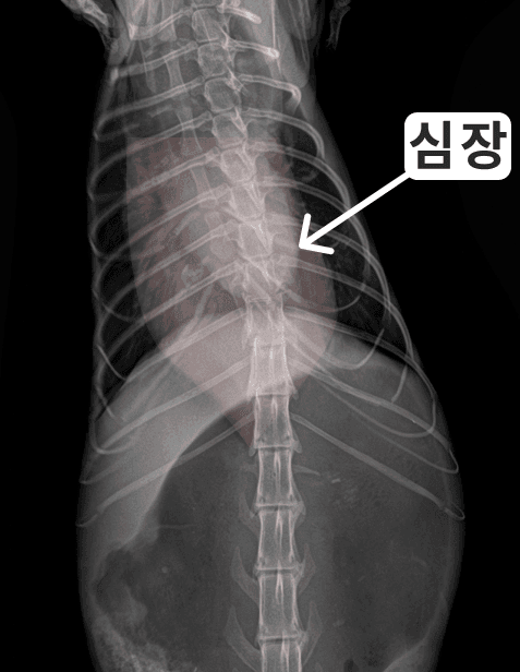 고양이 식도열공 탈장 수술 케이스 관련 이미지 5