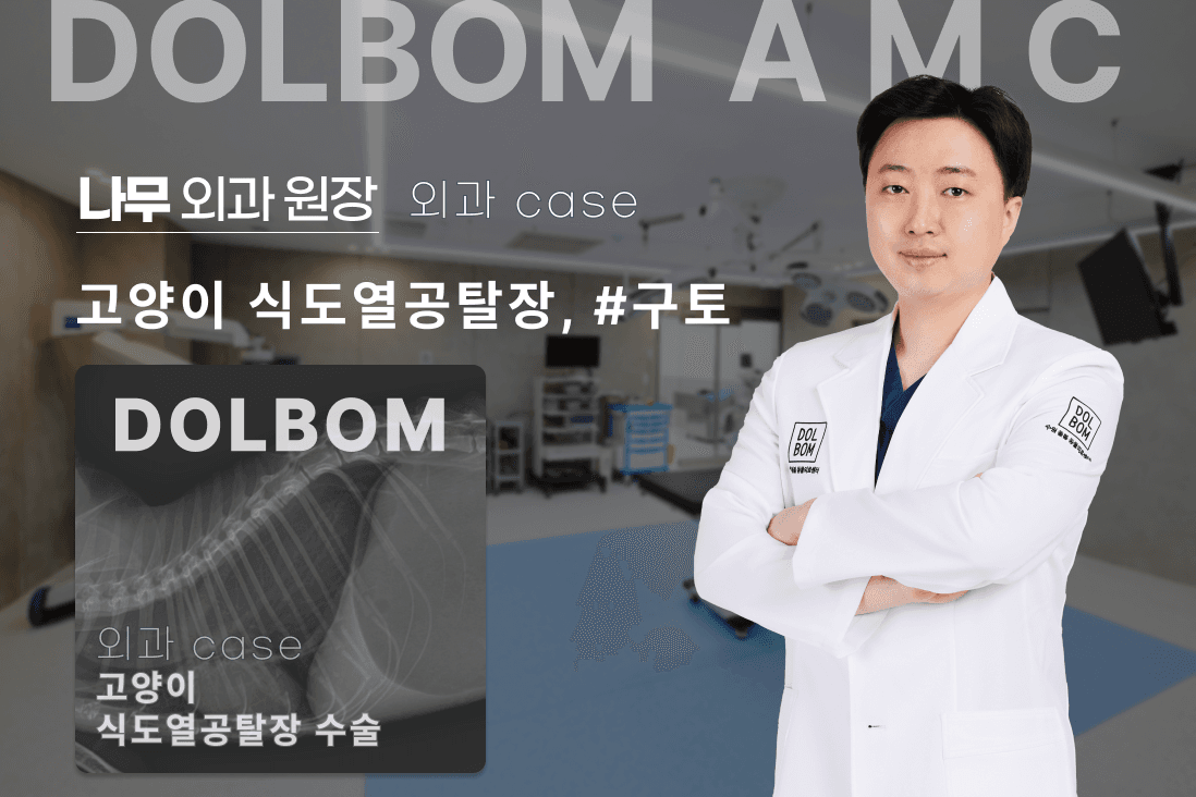 고양이 식도열공 탈장 수술 케이스 관련 이미지 1