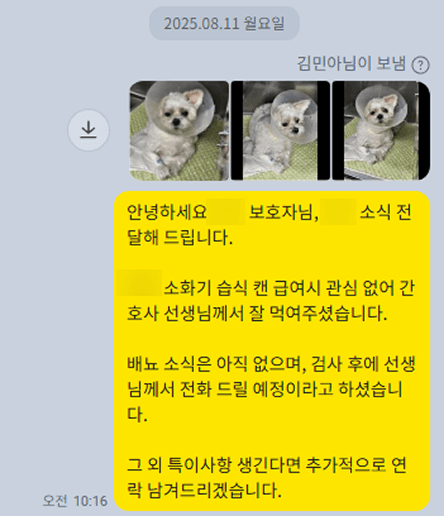 강아지 백내장, 꼭 알아두어야 할 포인트 관련 이미지 7