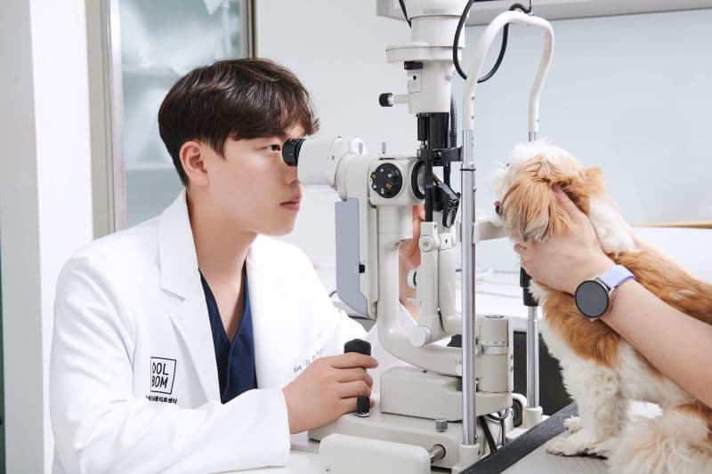 강아지 백내장, 꼭 알아두어야 할 포인트 관련 이미지 3