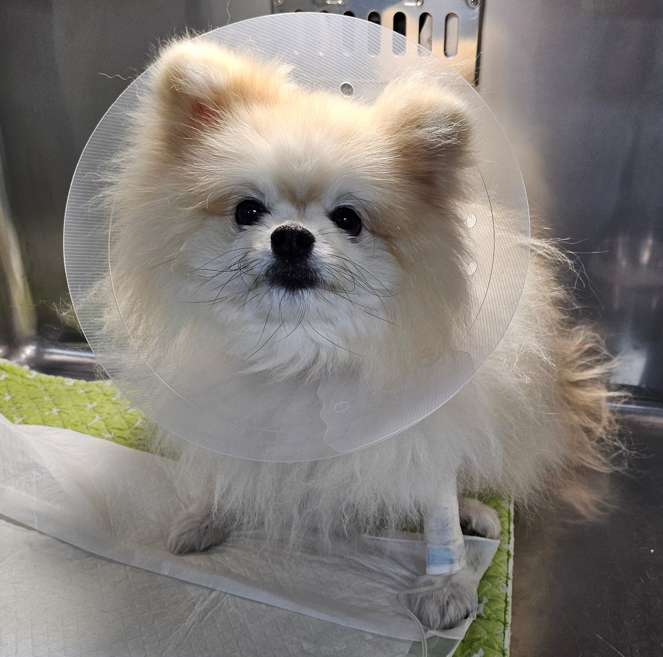 강아지 담낭 점액종, 담당 절제술 케이스 관련 이미지 3
