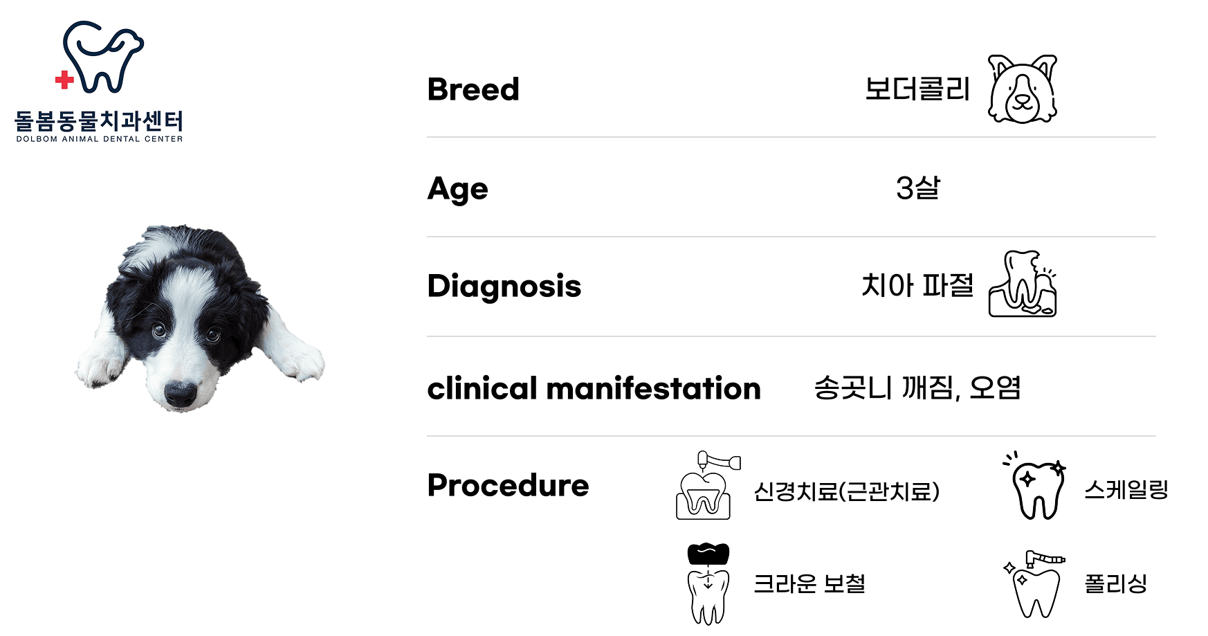 강아지 신경치료 케이스 관련 이미지 8