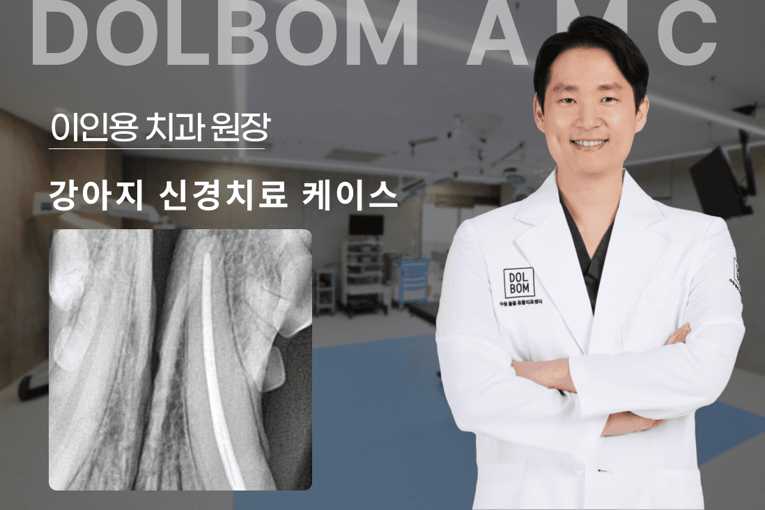 강아지 신경치료 케이스 관련 이미지 1
