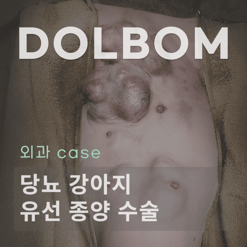 강아지 당뇨 환자의 유선 종양 수술
