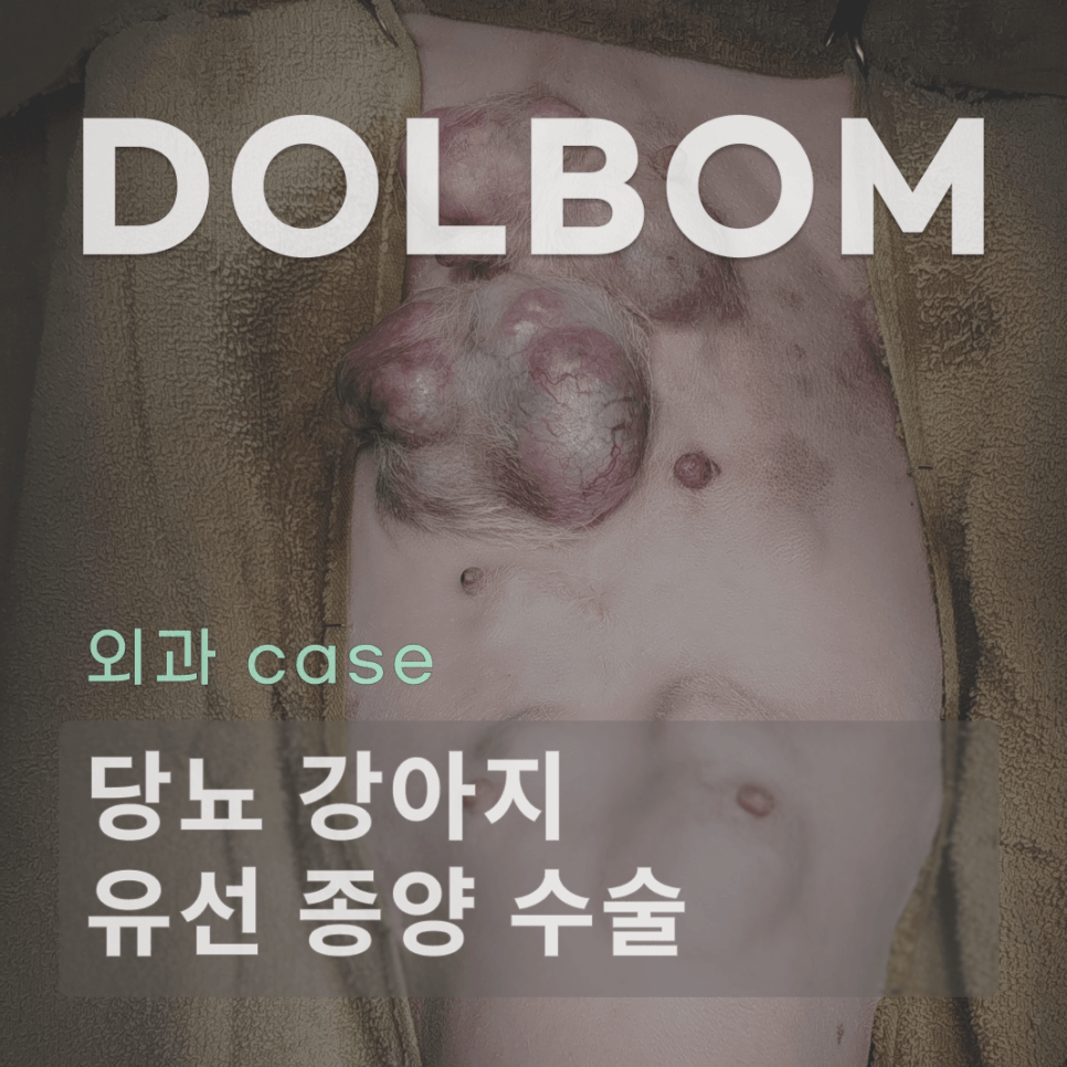강아지 당뇨 환자의 유선 종양 수술