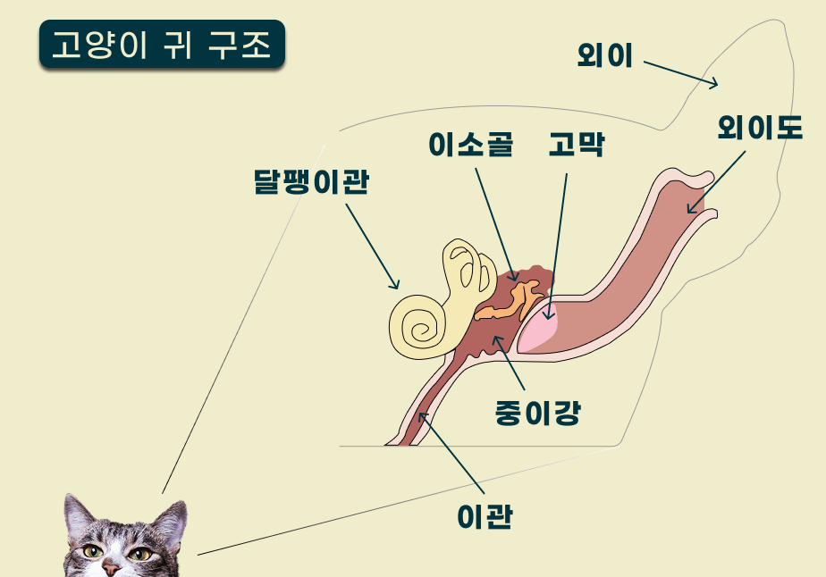 고양이 외이도 종양 TECA 수술 케이스