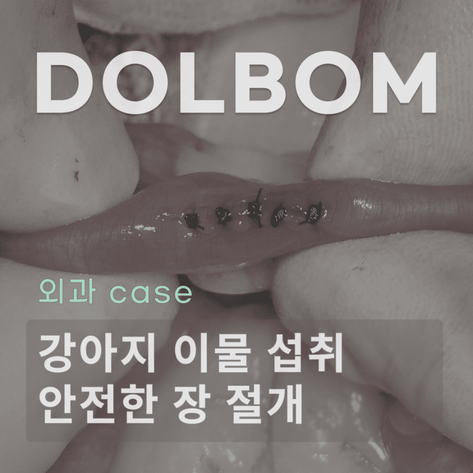 강아지 이물 섭취, 장 절개 수술이 필요한 순간