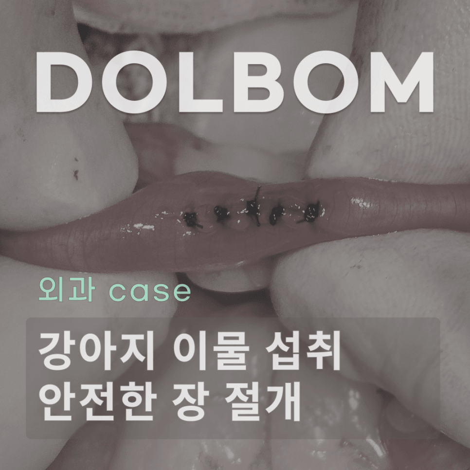 강아지 이물 섭취, 장 절개 수술이 필요한 순간