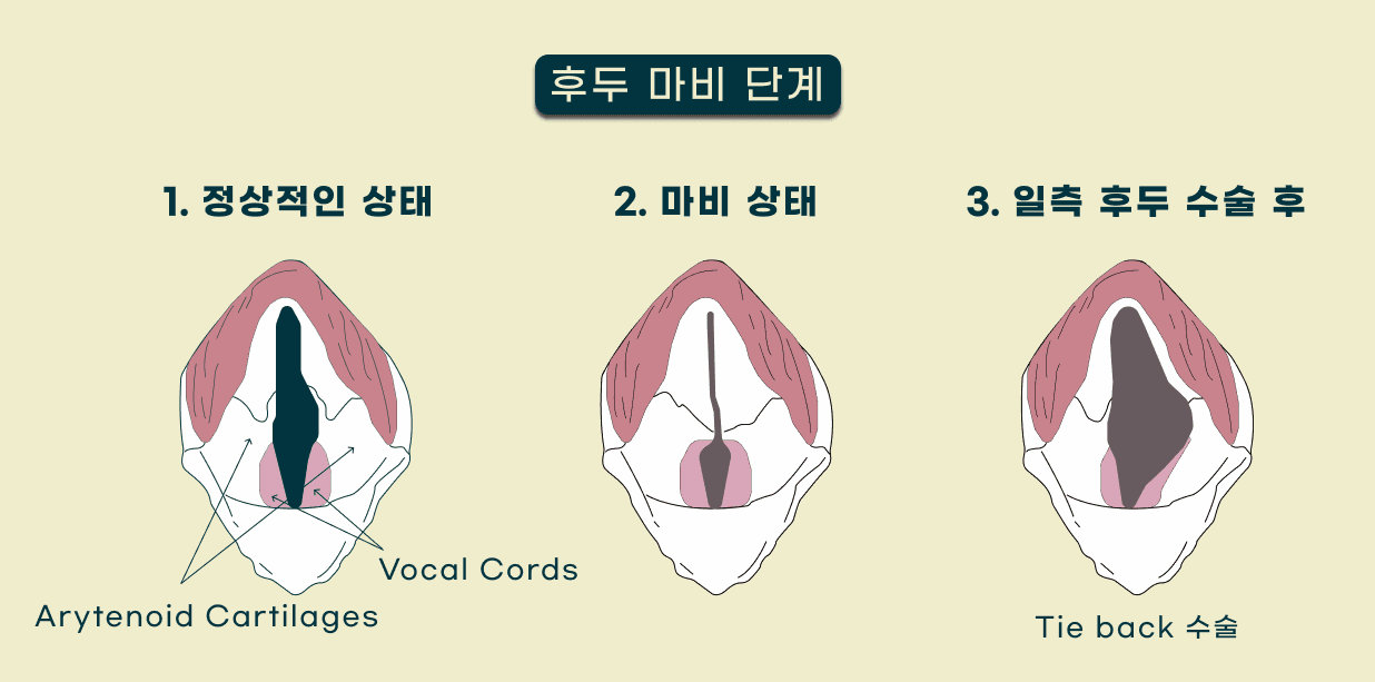강아지 후두마비 수술 케이스 관련 이미지 5