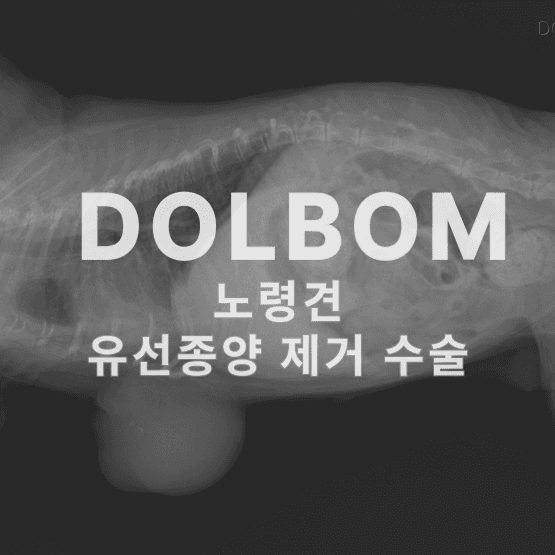 강아지 유선종양 수술 관련 이미지 10