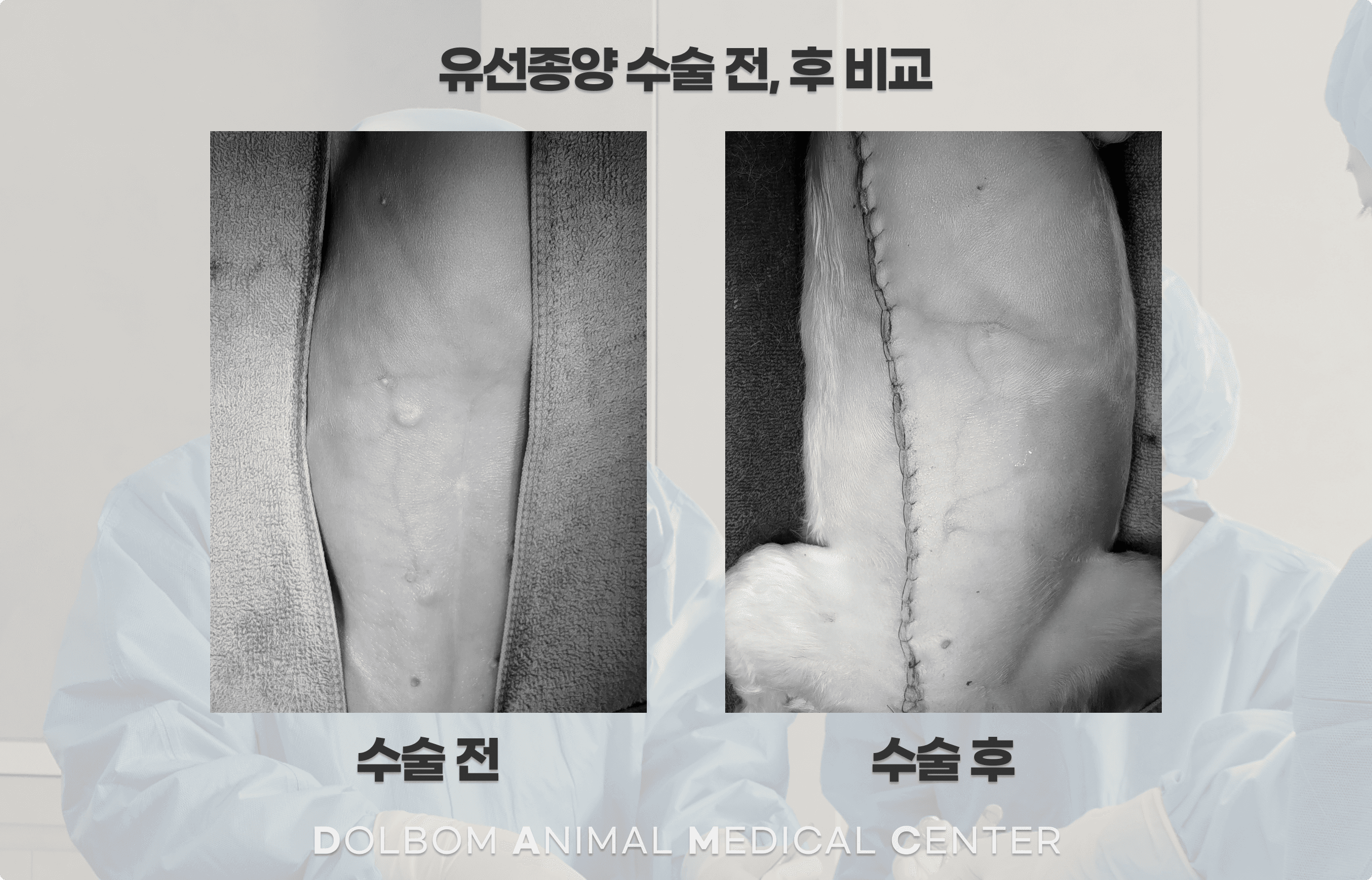 강아지 유선종양 수술 관련 이미지 2