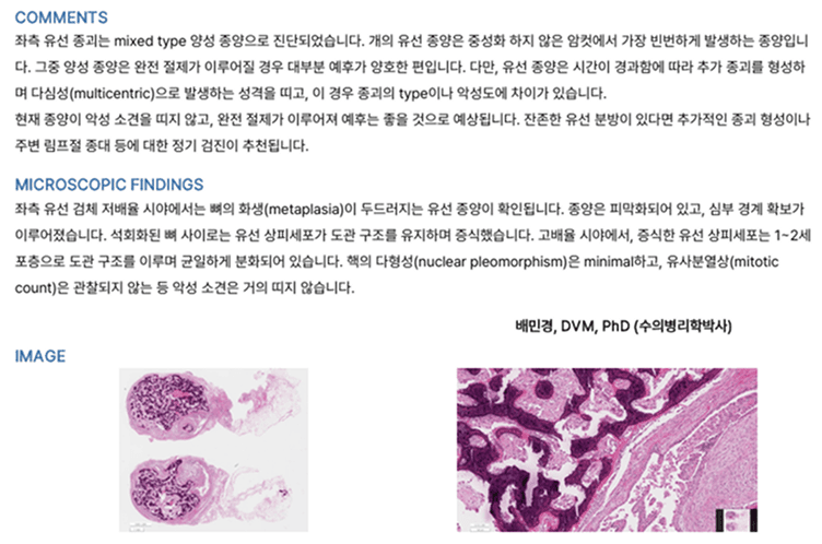 강아지 유선종양 수술 관련 이미지 9