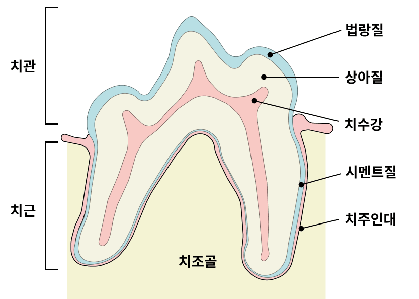 발치 대신 보존, 살릴 수 있던 치아